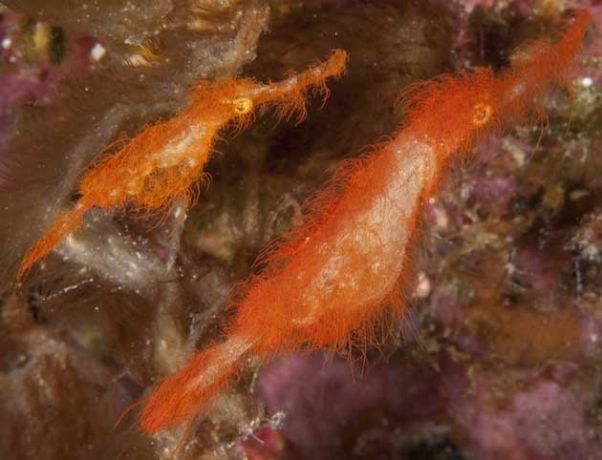 Rufous Ghost pipefish by Bob