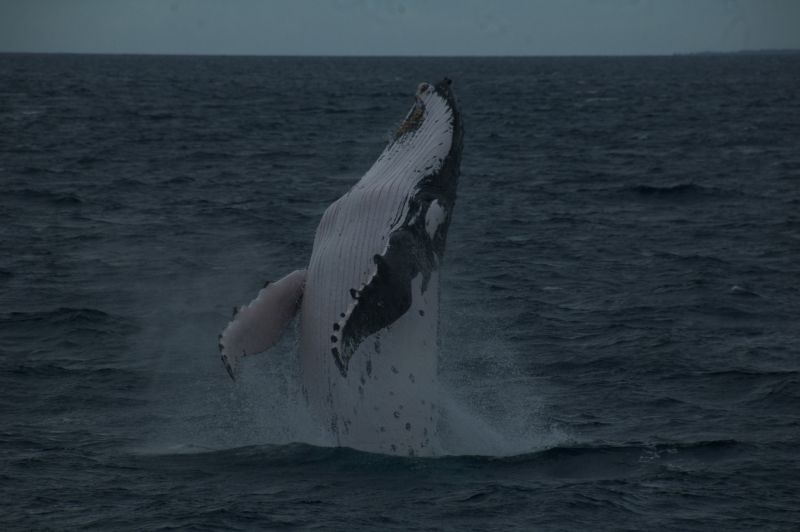 Whale breach by Nora Lohmann