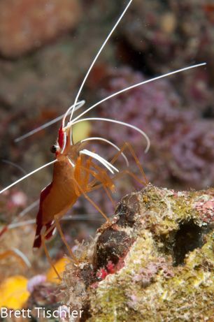 Cleaner Shrimp wants to polish Brett's lens.