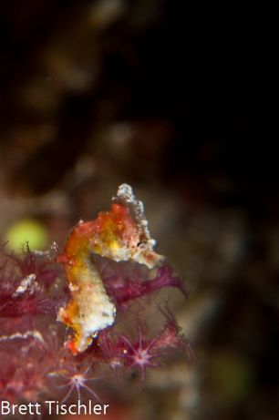 Pontohi Pygmy Seahorse poses for Brett