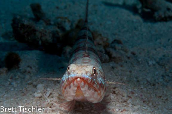 A great head on Lizard fish shot - taken by Brett