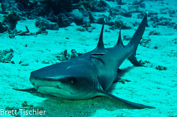 Brett patiently creeps up on a White tip reef shark.