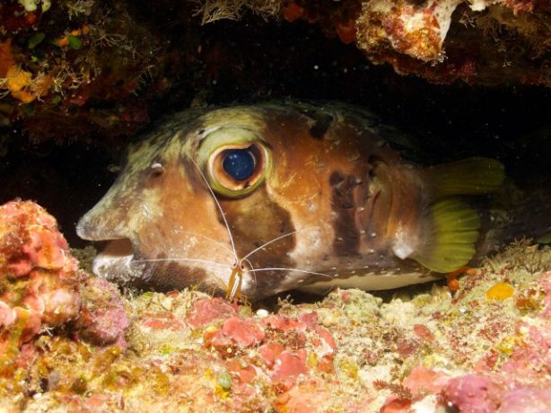 Lazy porcupinefish. Right place, anytime. by Bruce