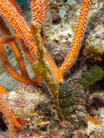 You're taking a picture of the whip coral behind me, right? by Bruce