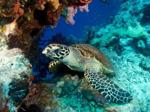 Nothin beats soft coral for breakfast. by Bruce