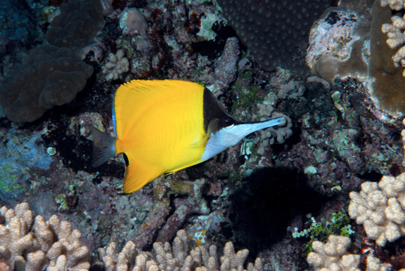 Long Nose Butterfly Fish taken by Dick