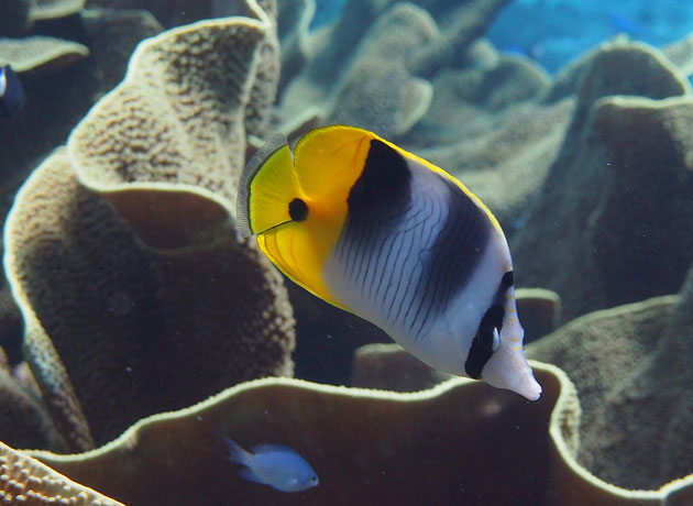 Butterflyfish