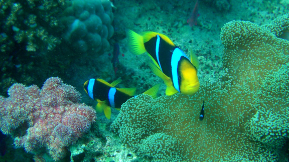 Anemone Fish line up to pose for Jeff