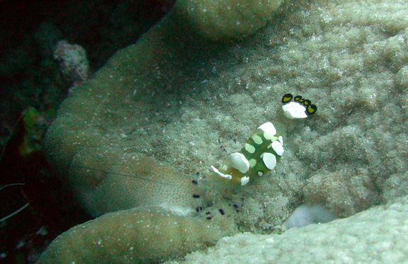 Popcorn Shrimp poses for Jeff in an Adhesive Anemone