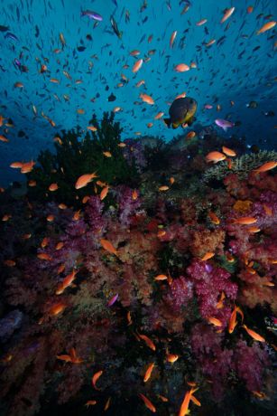 Fabulous colorful reefs of Fiji - taken by Tony