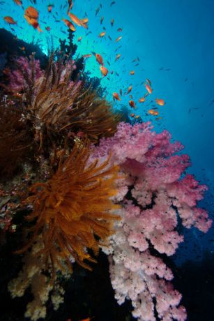 Huge amounts of Soft Coral on Fiji's reefs