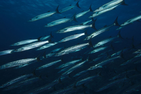 A school of Barracuda swoops in on Tony in Vatu-i-ra