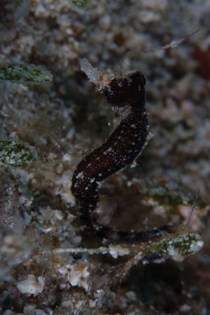 Tony captures the beauty of the Pipehorse Fish