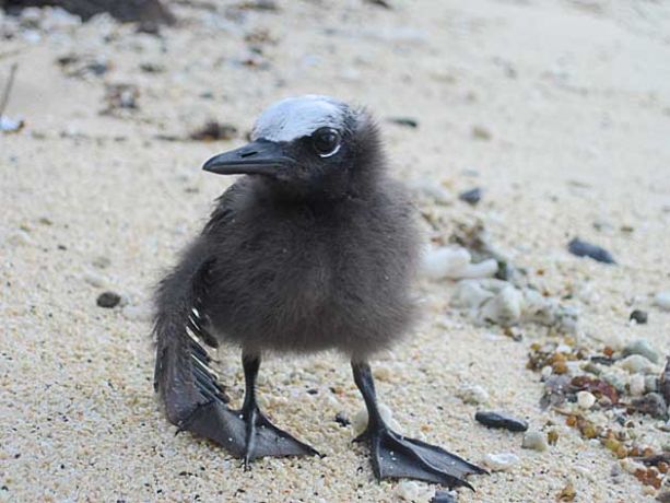 Injured Tern by Cat