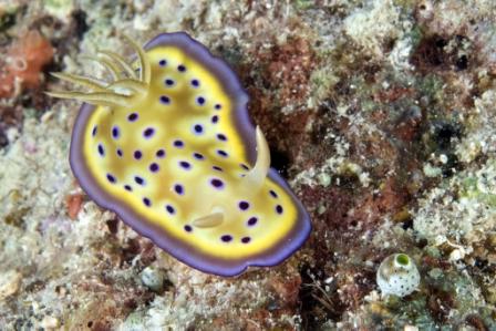 Another beautiful nudi, taken by Linda