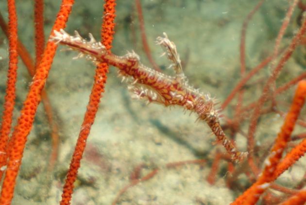 I am a GORGONIAN. Go away - by Cindy