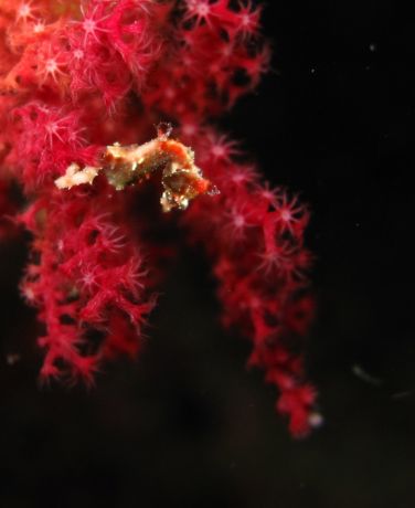 Roz finds a Pygmy Seahorse on a night dive in Namena