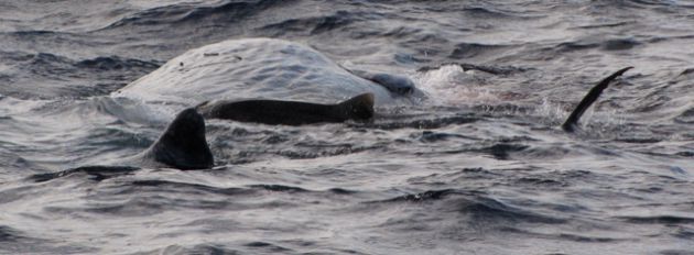 Sharks feeding on dead baby sperm whale