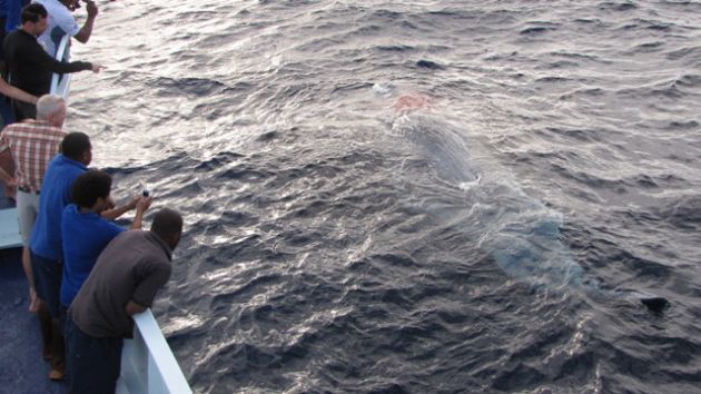 Sharks feeding on dead baby sperm whale