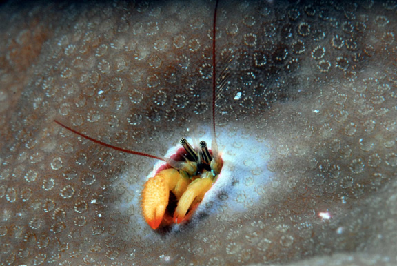 Dick gets a great macro shot of the Coral Hermit Shrimp