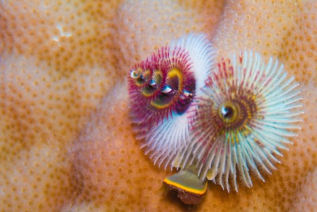 It's beginning to look a lot like Christmas tree worms - by Darrian
