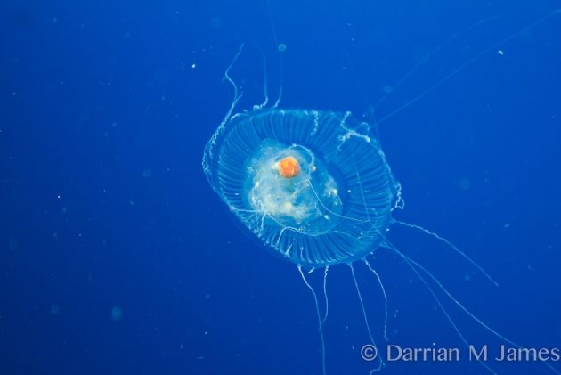 Jellyfish - by Darrian