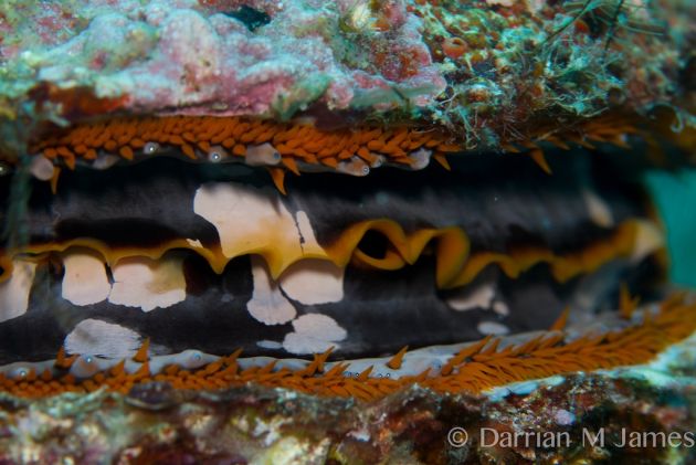 Primitive eyes of thorny oyster - by Darrian