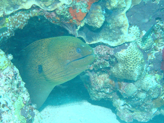 A Giant Moray checks out Ernie's camera.