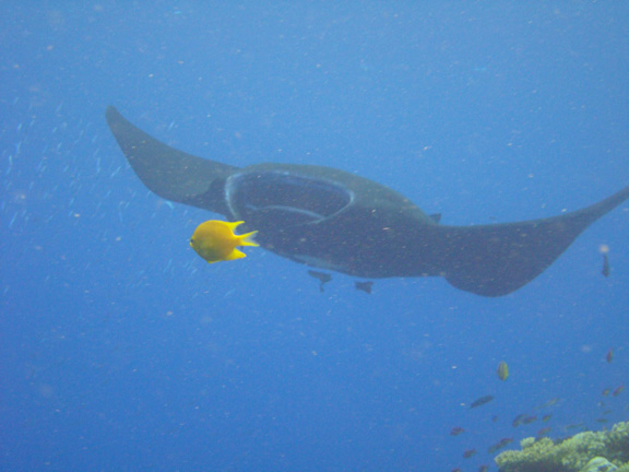 Ernie is well positioned when the Manta swoops in at Vatu Vai