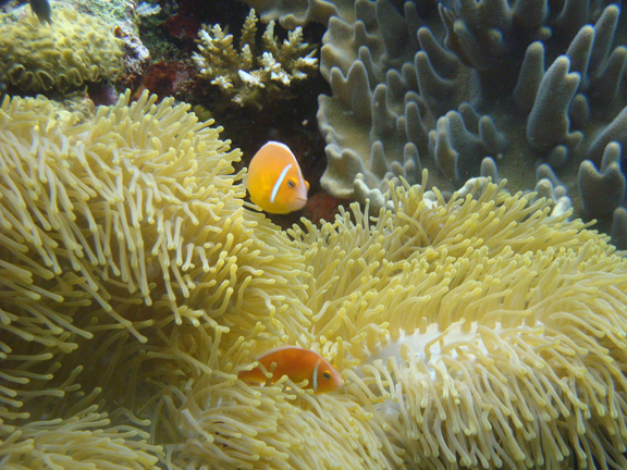 Anemone Fish poses for Ernie