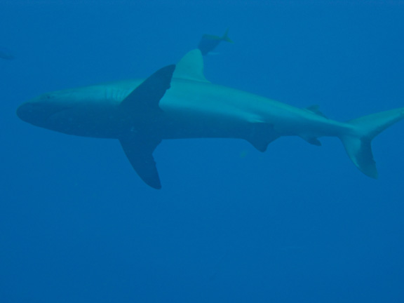 Grey Reefs cruise close by in Nigali Passage - captured by Craig