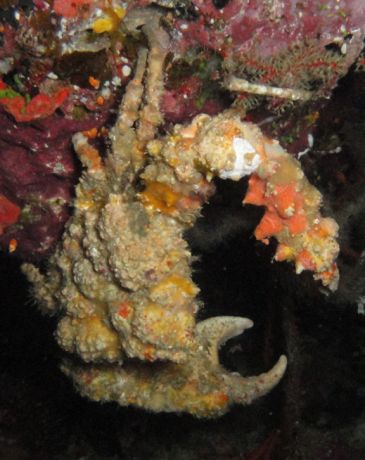 ox Crab hunting on a night dive - taken by Craig