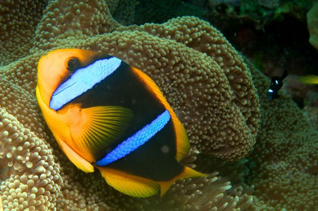 protective Anemone Fish - taken by Al