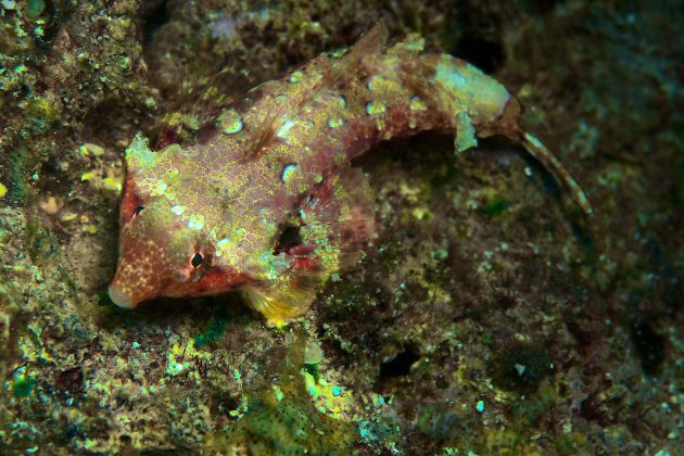 Patient Al gets close to a Dragonet