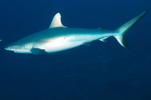 Grey Reef on patrol - taken by Al