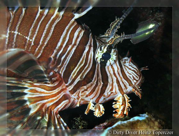 Lion Fish hunting - taken by Heinz