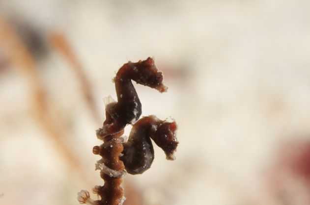 Pat demonstrates her flair for macro with a great Pygmy Seahorse shot