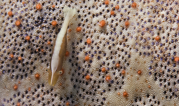 Tiny shrimp lives on underside of the cushion star;Taken by Mark S