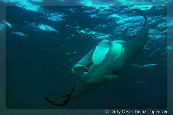 Manta action in Gau captured by Heinz