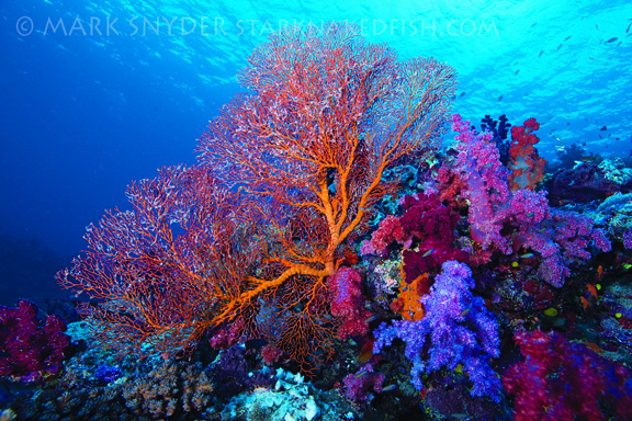 Stunning reef scene; taken by Mark S