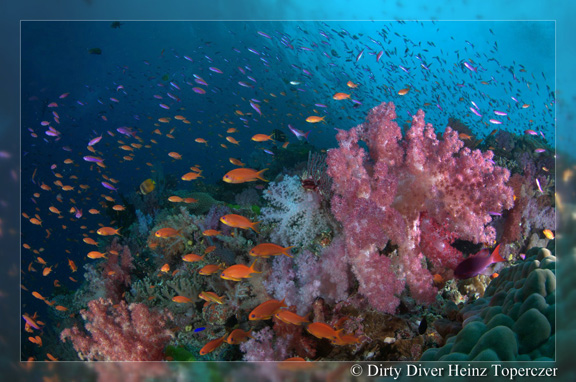 Stunning reef shot - taken by Heinz