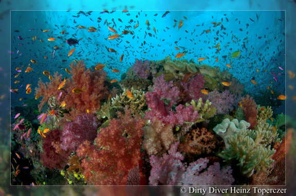 Soft Coral heaven - taken by Heinz