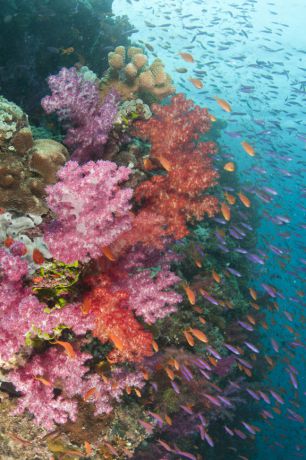 Soft coral paradise - Fiji: taken by Gloria