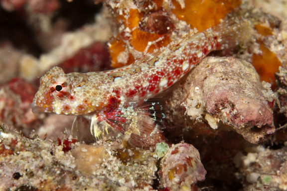 Morrisons Dragonet taken by Marty