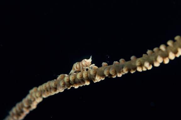 Great macro - Gloria shoots a tiny Whip Coral Shrimp