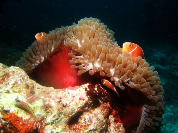 Pink Anemone fish at night: taken by Tony