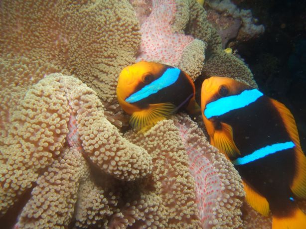 Clarks Anemone Fish: taken by Tony