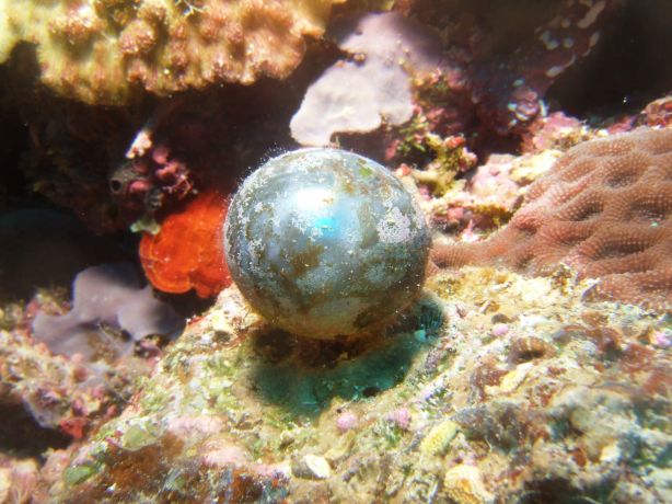 Single cell algae-sailors eyeball: taken by Tony