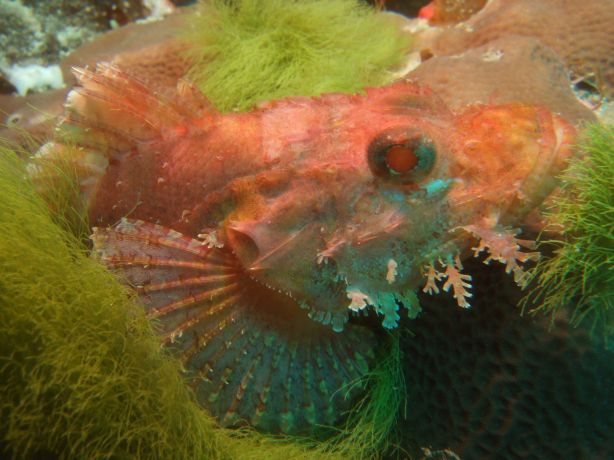 Scorpion Fish: taken by Tony