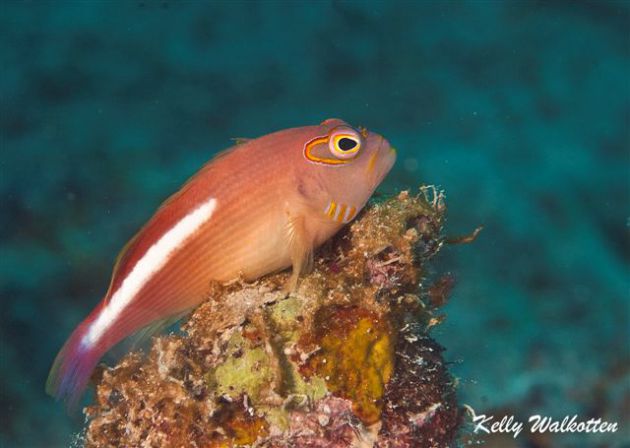 Arc-eyed Hawkfish posesBy Kelly